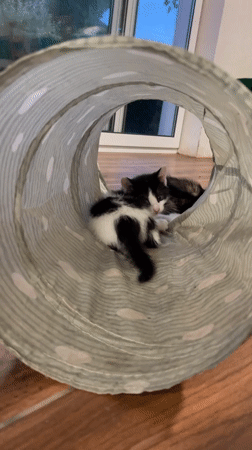 Kittens play with tunnels, toys in Bulgarian home