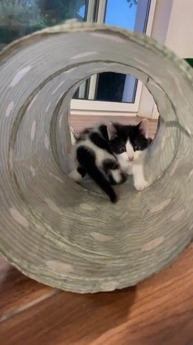 Kittens play with tunnels, toys in Bulgarian home