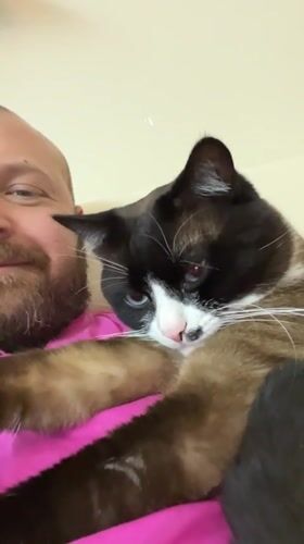Lazy afternoon with a blue-eyed Snowshoe cat in Noviy