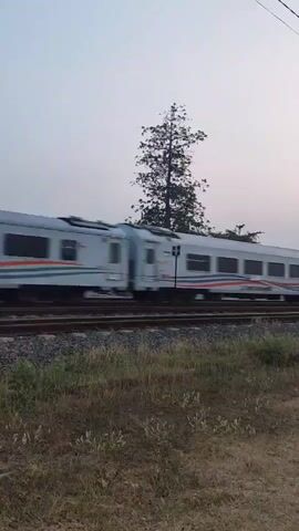A train with white and orange stripes moves from left to right on railroad tracks. The train has several windows and appears to be a passenger train. The sky is overcast and there are trees in the background. The foreground is filled with dry grass and plants.