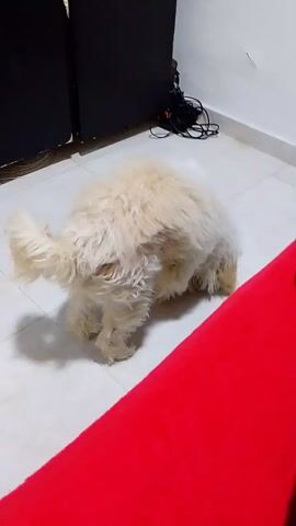 The video shows a person sitting on a red surface, likely a bed or couch, wearing blue jeans and striped socks.  A white, fluffy dog is lying on the floor near the person. The person moves their legs, and the dog briefly stands up, seemingly startled by the movement. A black object, possibly a game console, is visible in the background along with some tangled wires. The floor is white tile.