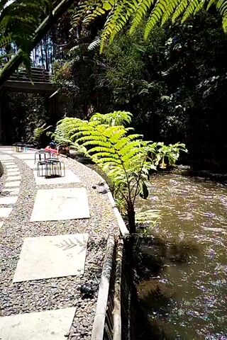 The video shows a flowing river bordered by a gravel path and lush vegetation. On the left side of the path, there are stone slabs and chairs with a table. A fern plant is prominently displayed in the foreground, with its fronds extending over the river. The river itself is a murky brown color, and its surface is disturbed by ripples and waves. The surrounding environment appears to be a natural landscape, with dense trees and foliage visible on the riverbanks. The lighting suggests it is daytime. There are no people visible in the video.