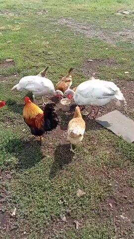The video shows a group of farm animals in a grassy area. There are two large white turkeys, one facing left and the other facing right. In the center, there is a rooster with red, black, and gold plumage, standing prominently. Around the rooster, there are several chickens of varying brown and tan colors, some with bare red necks. The animals appear to be gathered around a small, light-colored feeder, possibly eating. The ground is covered in green grass and patches of dirt. In the background, there is a hint of a wooden fence and some outbuildings, suggesting a rural or farm setting. The lighting indicates it is daytime, likely sunny with some shadows cast by the animals.