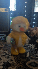 Duck toy in raincoat filmed in Cape Coral