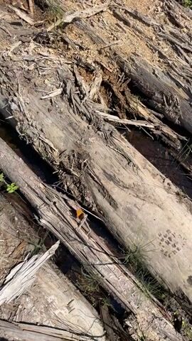 A high-angle medium shot shows an orange butterfly with black markings resting on a weathered, light-brown log. The log is part of a collection of fallen, aged logs that are unevenly distributed. Some of the logs appear to be partially submerged in dark water, while others are dry and covered in debris like dry grass and small branches. The lighting suggests it is daytime with sunlight casting shadows. The overall environment appears to be a natural, somewhat wild setting with an emphasis on the texture and decay of the wood.