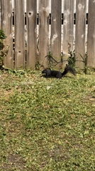 Black squirrel climbs fence in Surrey yard
