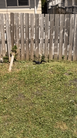 Black squirrel climbs fence in Surrey yard