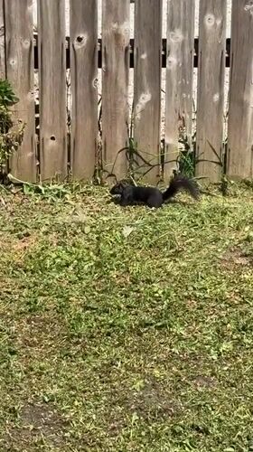 Black squirrel climbs fence in Surrey yard
