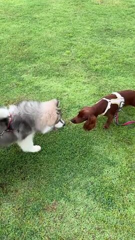 The video shows two dogs on a bright, sunny day in a grassy park. On the left is a fluffy grey and white husky wearing a red harness and leash. On the right is a slender, reddish-brown setter wearing a white and pink harness and a pink leash. The dogs are nose-to-nose, seemingly greeting each other. The grass is a vibrant green, suggesting it is well-maintained and possibly watered. The backdrop is a blur of green, indicating a large open outdoor space. The image quality is clear, and the lighting suggests it's daytime, likely late morning or early afternoon, given the brightness. There is no visible text in the media.