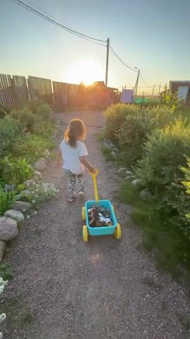 A young child with dark hair pulled into a ponytail walks away from the camera on a gravel path. The child is wearing a white t-shirt and patterned leggings. They are pulling a blue plastic toy wagon with yellow wheels and a yellow handle. The wagon contains several toy animals. The child is walking towards a bright, setting sun which is visible over a wooden fence and some buildings in the background. Green bushes and plants line the sides of the path, and rocks are embedded along the edge of the path on the left side. A power line pole with wires is visible against the sky.