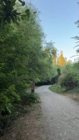 A dirt path curves through a lush green forest. Sunlight filters through the trees, casting a warm glow on the foliage. The path is well-trodden and appears to be a popular walking trail. The surrounding trees are tall and full of leaves, with some younger trees and bushes growing closer to the ground. There is a slight upward slope to the path, suggesting that the viewer is walking uphill. The sky is a clear blue, with a few wispy clouds. The overall impression is one of a peaceful and serene natural environment.