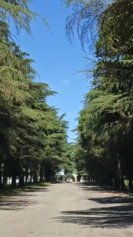 The video captures a bright, sunny daytime scene of a tree-lined road in Inkiti, Abkhazia. Tall, dense evergreen trees, possibly cypress or cedar, form a natural avenue on both sides of the asphalt road, creating a canopy overhead. The sky above is clear and blue.

As the video progresses, a white sedan approaches the camera, drives past, and continues down the road, casting shadows from the trees onto the asphalt. Another vehicle is visible in the distance further down the road. A sign is partially visible on the left side of the road in the background. The atmosphere appears peaceful and serene, with the sunlight filtering through the trees.