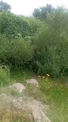A video shows a patch of overgrown vegetation with several small yellow flowers in the foreground. Two square concrete slabs are visible in the dirt. The scene is lush and green, suggesting a natural or unmaintained area. There is no discernible action or interaction taking place.