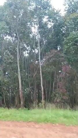 The video shows a moving shot of a forest with tall trees, likely eucalyptus, lining a dirt road. The ground is covered with grass, and the sky is overcast. The trees are dense and green, with some bare patches visible on their trunks. The road appears to be unpaved and is made of reddish-brown dirt. The camera is moving forward, giving the impression of travel.