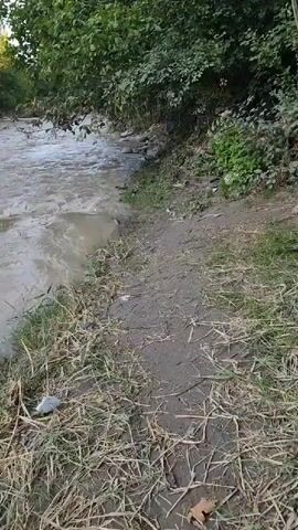 A muddy river flows quickly alongside a dirt path. Lush green trees overhang the riverbank. The water is murky and appears to be rising. Some debris is visible on the riverbank. The sun is shining, casting shadows from the trees. The scene appears to be a natural environment with some signs of human impact due to the debris.