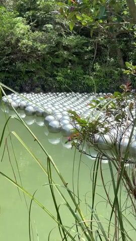 The video shows a body of murky green water, likely a pond or slow-moving stream, surrounded by lush green foliage. A dense cluster of spherical, metallic-looking objects, possibly buoys or decorative elements, floats on the surface of the water. These objects are arranged in a grid-like pattern, covering a significant portion of the visible water. The water reflects the sunlight, creating a shimmering effect on its surface. Tall, green grasses or reeds grow along the edge of the water, partially obscuring the view of the metallic spheres. In the background, more dense green vegetation, including trees and ferns, creates a natural, almost wild environment. The lighting suggests it is daytime with clear skies, as evidenced by the bright illumination and shadows. There are no people visible in the video.