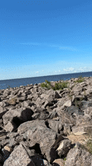 Dogs walk a granite shoreline near a striking Saint Petersburg bridge