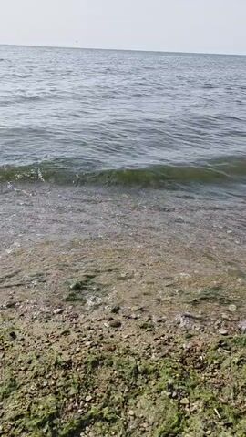The video shows a close-up, static shot of a beach with gentle waves rolling in. The shore is covered in sand, small pebbles, and green seaweed. The water is a murky green, and small waves are breaking and receding on the sand. The horizon is visible in the distance, with a pale sky above. The overall scene depicts a natural, serene coastal environment.