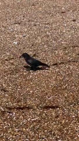 The video shows a black crow standing on a beach covered in small, light-brown pebbles. The crow is facing left and has a long tail. The light suggests it is daytime. The crow moves slightly.