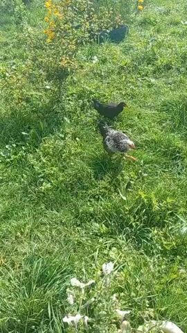 A video shows two chickens in a grassy area. One chicken is dark brown and the other is black and white. They are both walking around on the grass. There is some green foliage in the background. The sun appears to be shining.
