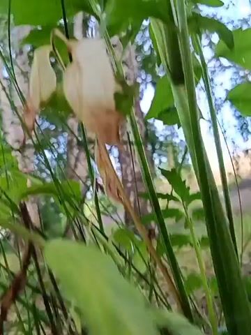 This is a short video clip focusing on a cluster of white wildflowers. The flowers are small and delicate, arranged in clusters on a slender green stem. The background of the video shows a grove of birch trees with their distinctive white and black bark. The ground is covered in green grass and some fallen leaves. The scene appears to be outdoors, in a natural setting, possibly a park or a wooded area.

The camera movement is gentle, with a slight pan and zoom that brings the flowers into sharper focus. The light suggests it is daytime, likely late afternoon or early evening, as the light is soft and the shadows are not harsh. The overall mood is peaceful and serene, highlighting the beauty of the natural world. There is no visible text in the video.

The location context provided, "Бархатово, Russia," suggests that this scene is set in a rural or semi-rural area of Russia, known for its birch forests. The presence of the birch trees is a strong indicator of the geographic location. The video does not contain any people or distinct man-made objects, apart from what might be a hint of a building or structure in the far background of some frames, suggesting a possible edge of a settlement or garden. The primary focus remains on the flora and the natural environment.