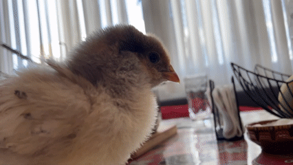 Baby chick spotted on floral table in Bulgarian town