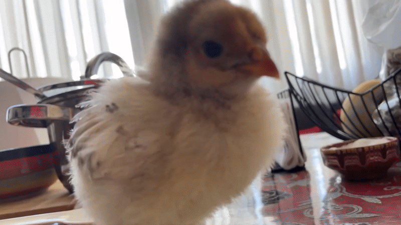 Baby chick spotted on floral table in Bulgarian town