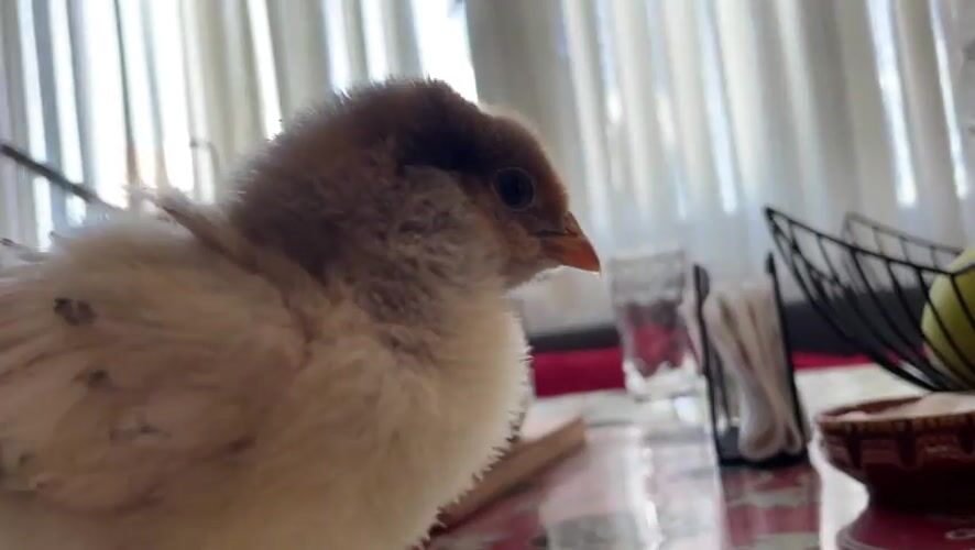 Baby chick spotted on floral table in Bulgarian town