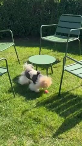 The video shows a small dog with long, light brown and white fur lying on green grass. The dog is wearing a black harness. In front of the dog is a small, red ball. Four green metal chairs and a small, round green table are arranged in a square around the dog. The background is a green hedge. The sun is shining brightly, casting shadows from the chairs and table on the grass. The camera remains stationary throughout the video.