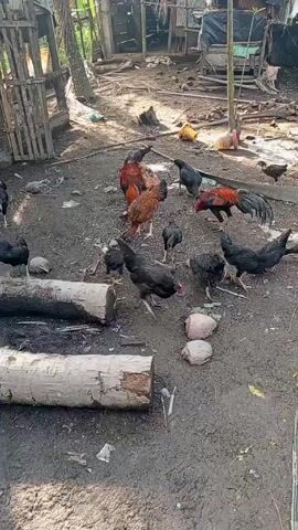 The video shows a group of chickens roaming around a muddy backyard. There are several black chickens and two roosters with colorful feathers. The ground is littered with debris, including coconuts, logs, and plastic. There are old wooden structures in the background. The environment appears rural and somewhat cluttered. The chickens are pecking at the ground, seemingly searching for food.
