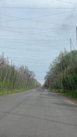 The video shows a car driving down a straight, slightly damaged asphalt road. On both sides of the road, there are rows of tall, thin wooden poles connected by wires, creating a sort of canopy over the road. The poles are leaning inward over the road, and some have orange markers attached to them.  Green trees and vegetation line the edges beyond the poles. The sky is overcast and gray. In the distance, a small vehicle can be seen further down the road.