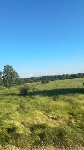 The video displays an expansive rural landscape, likely captured from a moving vehicle. The dominant feature is a vast field of lush green crops or tall grass, which appears to be swaying gently in a light breeze. A dirt path with visible tire tracks runs alongside the field in the foreground.

In the mid-ground and background, the terrain consists of rolling hills and valleys covered with more vegetation and scattered trees. Several individual trees with full green foliage are visible, both within the fields and along the distant horizon. The sky above is a clear, vibrant blue with only a few wispy white clouds, indicating bright and sunny daytime conditions.

The overall impression is one of an open, natural environment. No people or specific man-made objects are clearly discernible within the field itself. There is no visible text. The scene is located in Sofronievo, Bulgaria.