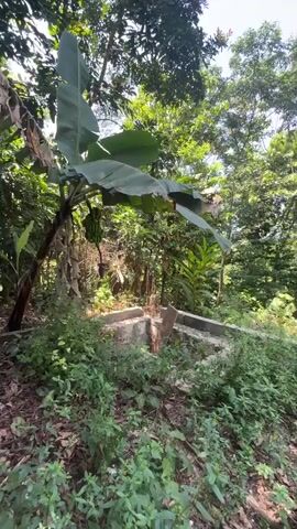 The video shows a lush outdoor environment with a mix of trees and vegetation, including banana trees bearing green fruit. A partially constructed or abandoned concrete structure is visible amidst the greenery. The sky is blue and partially visible through the trees. There is no sign of human activity within the frame. The scene conveys a sense of tropical nature reclaiming a man-made structure.