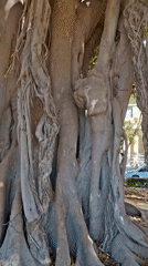 Up close with Alicante's iconic ficus trees on the Explanada