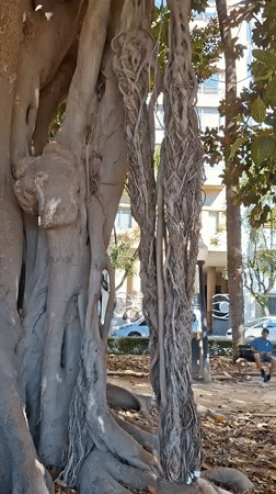 Up close with Alicante's iconic ficus trees on the Explanada