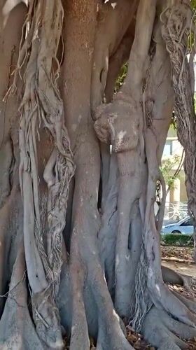 Up close with Alicante's iconic ficus trees on the Explanada
