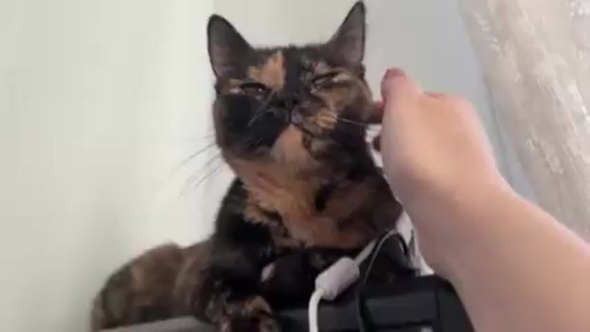 A close-up shot shows a person's hand petting a tortoiseshell cat. The cat is sitting on top of a dark-colored electronic device with a white cord extending from it. The cat's eyes are closed, and it appears to be enjoying the petting. The background is a plain white wall with a sheer white curtain.