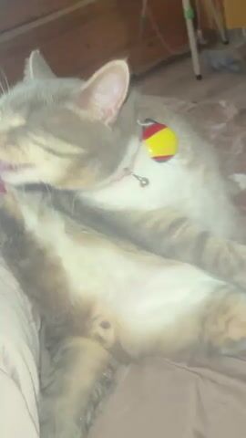 A gray and white tabby cat is captured in a close-up, lying on its back on a brown or mauve-colored bedspread. The cat is actively grooming itself, extending its right hind leg upwards and meticulously licking its paw with its pink tongue visible. Its pink paw pads are clearly visible.

The cat is wearing a pink collar with a small silver bell and a decorative tag that features three horizontal stripes in black, red, and yellow, resembling the German flag. The background is softly blurred but shows warm-toned wooden surfaces, suggesting an indoor setting with wooden paneling or furniture. The lighting indicates it is likely daytime. The cat appears calm and focused on its self-grooming activity. No text is visible in the frame. The overall scene depicts a peaceful moment of a cat at rest and grooming.