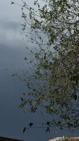 The video shows a close-up of tree branches against a dark, cloudy sky. The branches are mostly bare, with a few leaves still attached. The sky is a deep gray, indicating an overcast or stormy day. The camera is positioned at an upward angle, looking towards the sky through the branches. There is no discernible movement in the scene other than the slight rustling of leaves, possibly due to wind. The bottom of the frame shows a blurry, indistinct horizontal line that may be the top of a building.