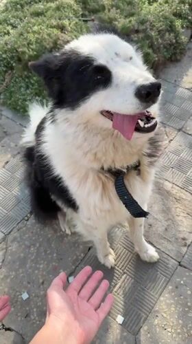 Dog training session with husky observed in Kamyshin