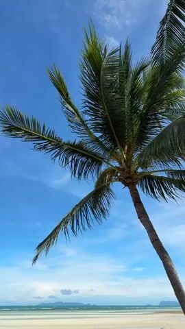 This media file shows a tropical beach scene in Baan Thong Po, Thailand. The primary subject is a large palm tree with lush green fronds dominating the upper right portion of the frame. Its trunk curves diagonally upwards, silhouetted against a clear, vibrant blue sky.

Below the palm tree, the scene transitions to a wide, sandy beach. The sand is a light beige color and appears wet in places, with numerous small rocks and puddles reflecting the sky. The foreground of the beach is textured with these natural elements.

Further out, the ocean stretches towards the horizon. The water is a calm, greenish-blue, with a thin line of lighter turquoise indicating shallow areas or distant waves. In the far distance, a faint outline of hills or mountains can be seen against the horizon, suggesting the tropical landscape. The sky is mostly clear, with a few wispy white clouds scattered across its expanse, suggesting fair weather.

The time of day appears to be daytime, likely late morning or early afternoon, given the bright sunlight and the clear blue sky. There are no people or man-made objects visible, focusing the attention solely on the natural beauty of the beach and its surroundings. The overall emotion evoked is one of peace, tranquility, and the serene beauty of a tropical paradise. There is no visible text within the media file.