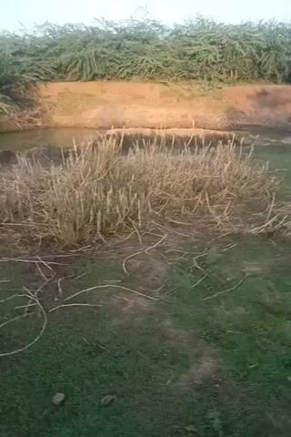 The video shows an outdoor scene with a body of water. The water appears murky and there is vegetation on the banks. In the foreground, there is dry grass and some green grass. The background shows a dense wall of green vegetation. The scene appears to be in a rural or natural setting. The camera is handheld and moves slightly throughout the video. There are no people or animals visible. There is a plastic bottle visible in the water towards the middle left of the frame.