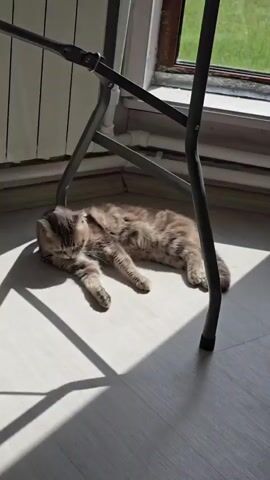 A tabby cat lies on a light-colored floor, partially in a sunbeam and partially in shadow, next to a metal folding chair. The cat is sleeping or resting, with its head turned to the side and its body stretched out. Sunlight casts sharp, geometric shadows across the floor and the cat. In the background, a window with a view of greenery is visible, along with a radiator and a windowsill.