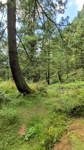 A first-person perspective video of a path through a lush green forest. The path is narrow and winding, covered in dirt and fallen leaves. Tall, slender pine trees line both sides of the path, their branches reaching towards the sky. The forest floor is carpeted with dense undergrowth of ferns, moss, and other green foliage. Sunlight filters through the canopy, creating dappled patterns on the ground. The overall impression is one of a peaceful, natural environment.