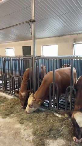 The video captures the interior of a brightly lit cattle barn, likely located in Reykjahlíð, Iceland. The setting features a concrete floor with scattered hay, white walls, some with a blue lower section, and a corrugated metal ceiling. Fluorescent lights illuminate the space, complemented by natural light entering through several windows along the side walls.

Numerous cows, mostly reddish-brown with some displaying white markings on their heads, are housed in individual or group stalls formed by metal barriers. They are actively engaged in feeding on piles of hay placed along their troughs. Small yellow ear tags, used for identification, are visible on the cows' ears.

At least three people are present in the barn. One individual, prominent in a blue jacket, is seen walking down the central aisle, observing the cows. Another person is visible further down the aisle, and a third is partially obscured closer to the animals. Their presence suggests an inspection, a tour, or daily farm work. A small, grey metal cart or machine stands in the aisle. The scene depicts a calm and organized modern farm environment.