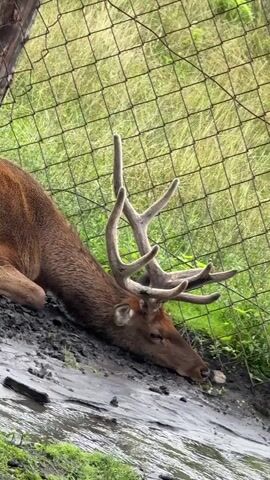 The video shows a side profile of a large elk with antlers lying down in muddy water near a chain-link fence. The elk's head is lowered towards the water, appearing to drink or rest its head. The background consists of green grass and a wire mesh fence. The lighting suggests it is daytime.