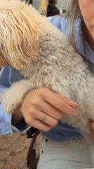 Friends dine with dog at Tel Aviv restaurant