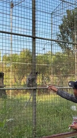 A person with a black baseball cap and a black and grey long-sleeved shirt is extending their right hand through a chain-link fence towards a monkey. The person is holding a white object, possibly food, in their hand. The monkey, which is grey and clinging to a vertical pole inside the enclosure, is reaching out its left hand to take the object. The enclosure appears to be outdoors, with greenery and trees visible in the background. The lighting suggests it is daytime.