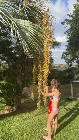 A young girl in a multi-colored bikini stands on a green lawn, reaching up to a cluster of yellow date palm fruits hanging from a tall palm tree. She is facing away from the camera, and her hair is in a braid. Another child, a boy wearing red swim trunks, is visible to her right, slightly behind her, also on the lawn. The scene is outdoors, with lush green grass and other palm trees in the background. The sky is blue with some white clouds, suggesting a sunny day. The lighting indicates it is daytime, likely late morning or afternoon. The overall atmosphere appears relaxed and casual, typical of a warm weather outdoor setting.