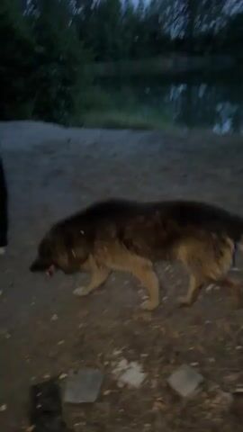 A person walks a large, shaggy dog on a dirt path in a wooded area. The dog is brown and tan, and appears to be a shepherd mix or similar breed. Several other people are walking ahead of the dog and handler. The scene is dimly lit, suggesting it is dusk or dawn. In the background, trees line the path, and a body of water is visible. A flash from a camera briefly illuminates the scene.